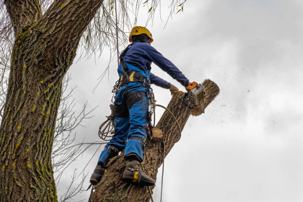 Why Choose Our Tree Removal Services in Middle Valley, TN?